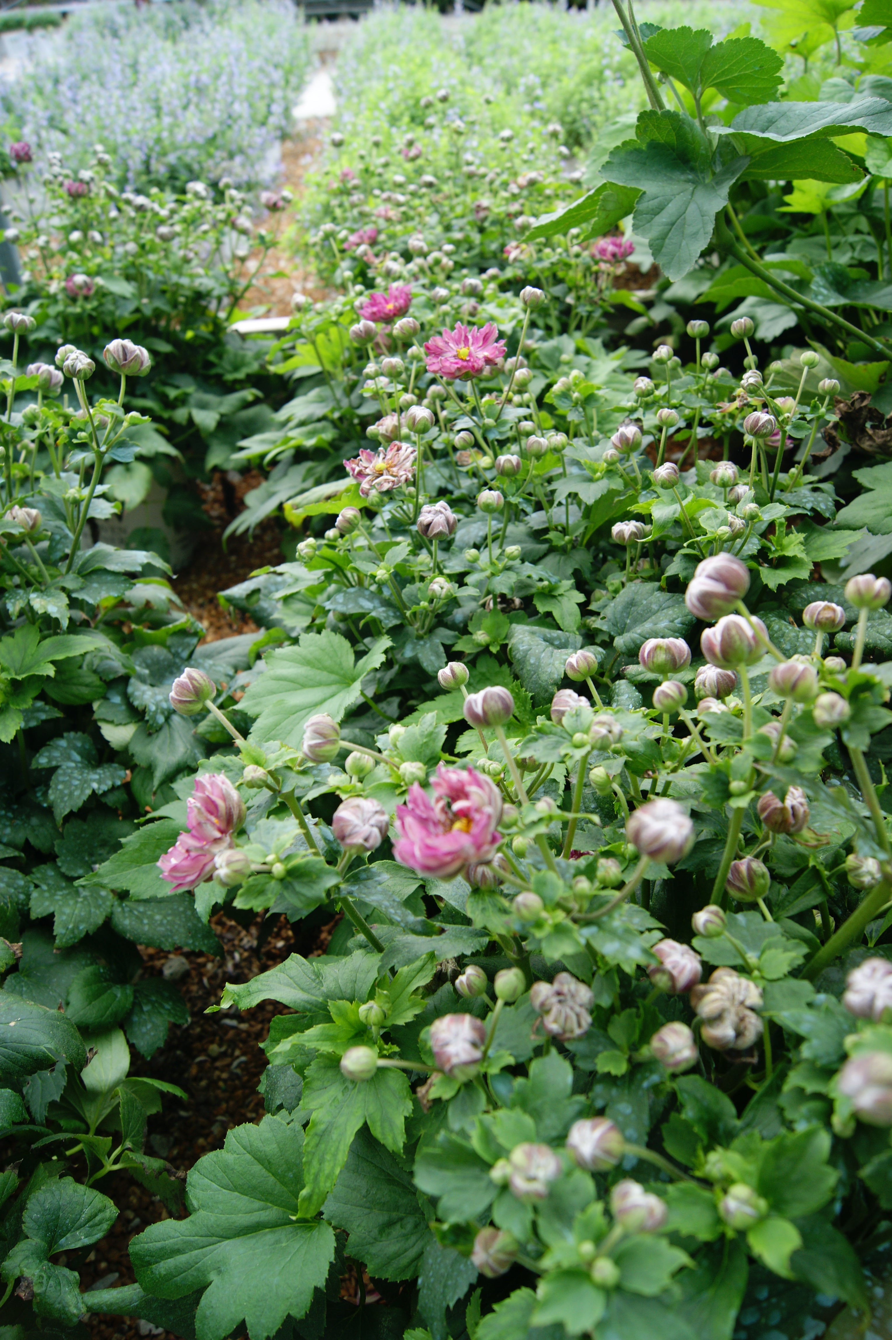 Windflower / Thimbleweed Japanese 'Fall in Love Sweetly' (Anemone