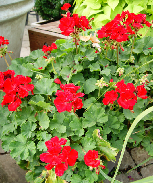 Pelargonium zonale