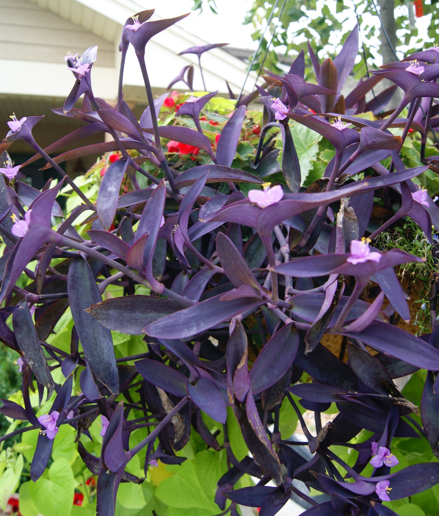 Setcreasea pallida 'Purpurea'