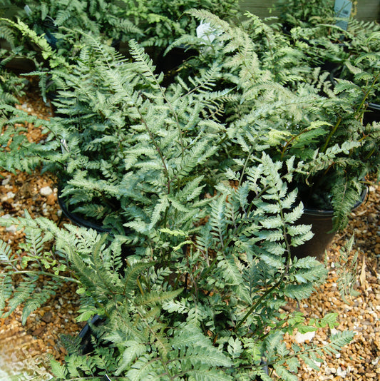 Athyrium niponicum var. pictum