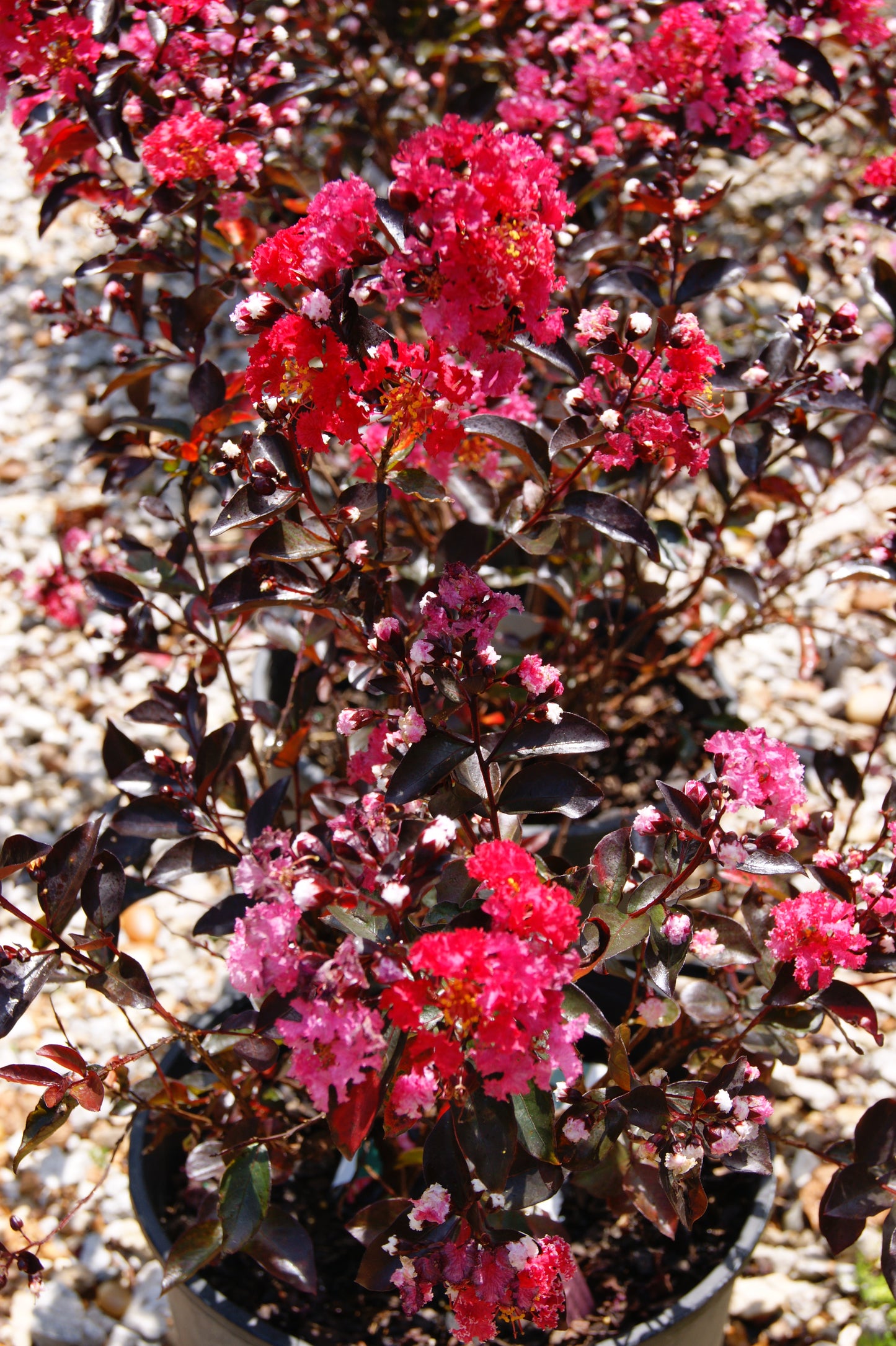 Lagerstroemia 'Double Dynamite'