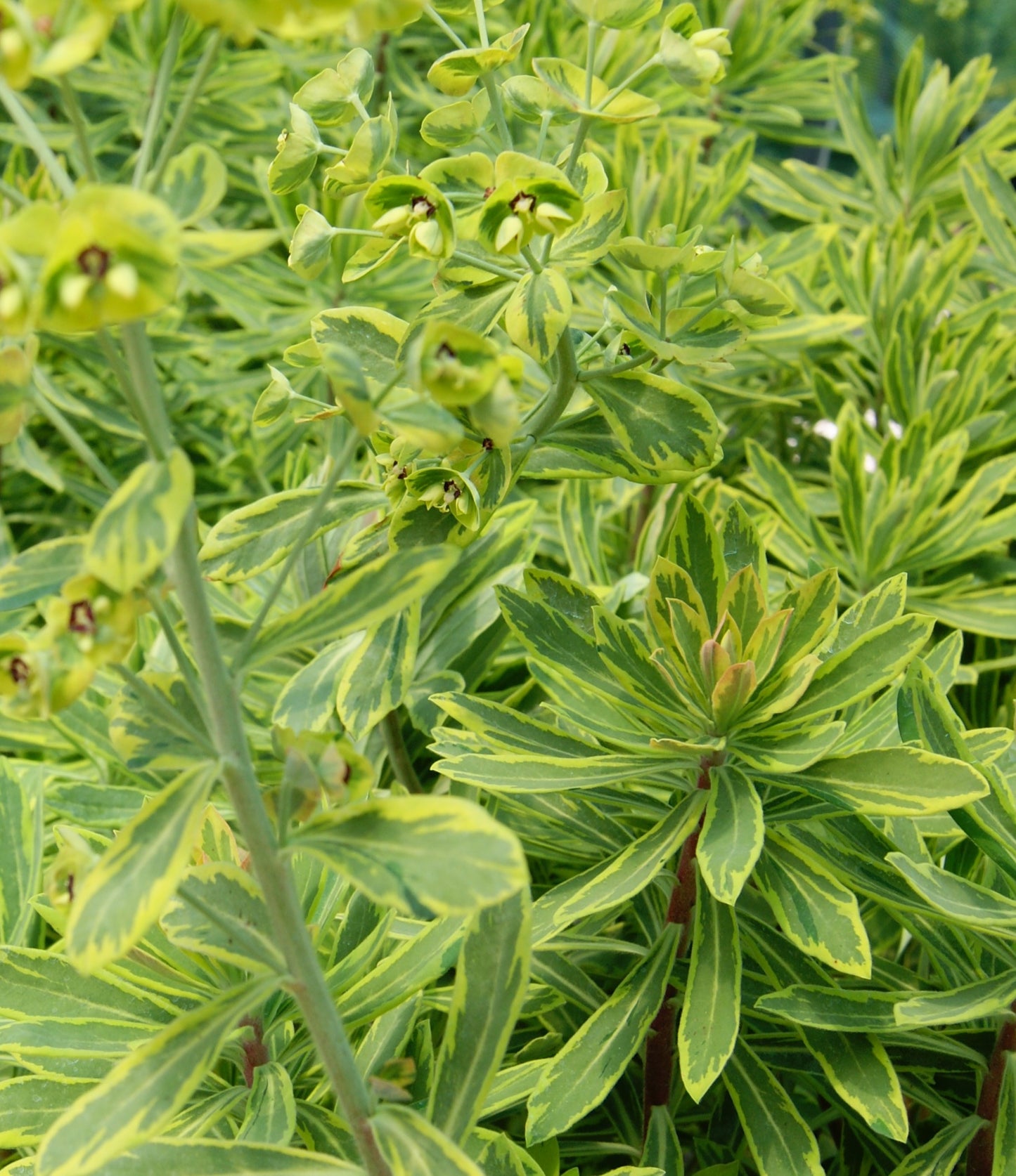 Euphorbia x martinii 'Ascot Rainbow'