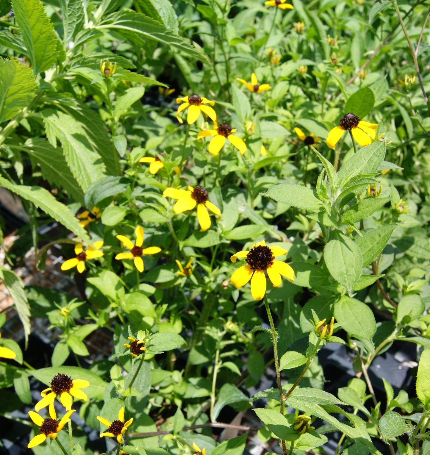 Rudbeckia triloba