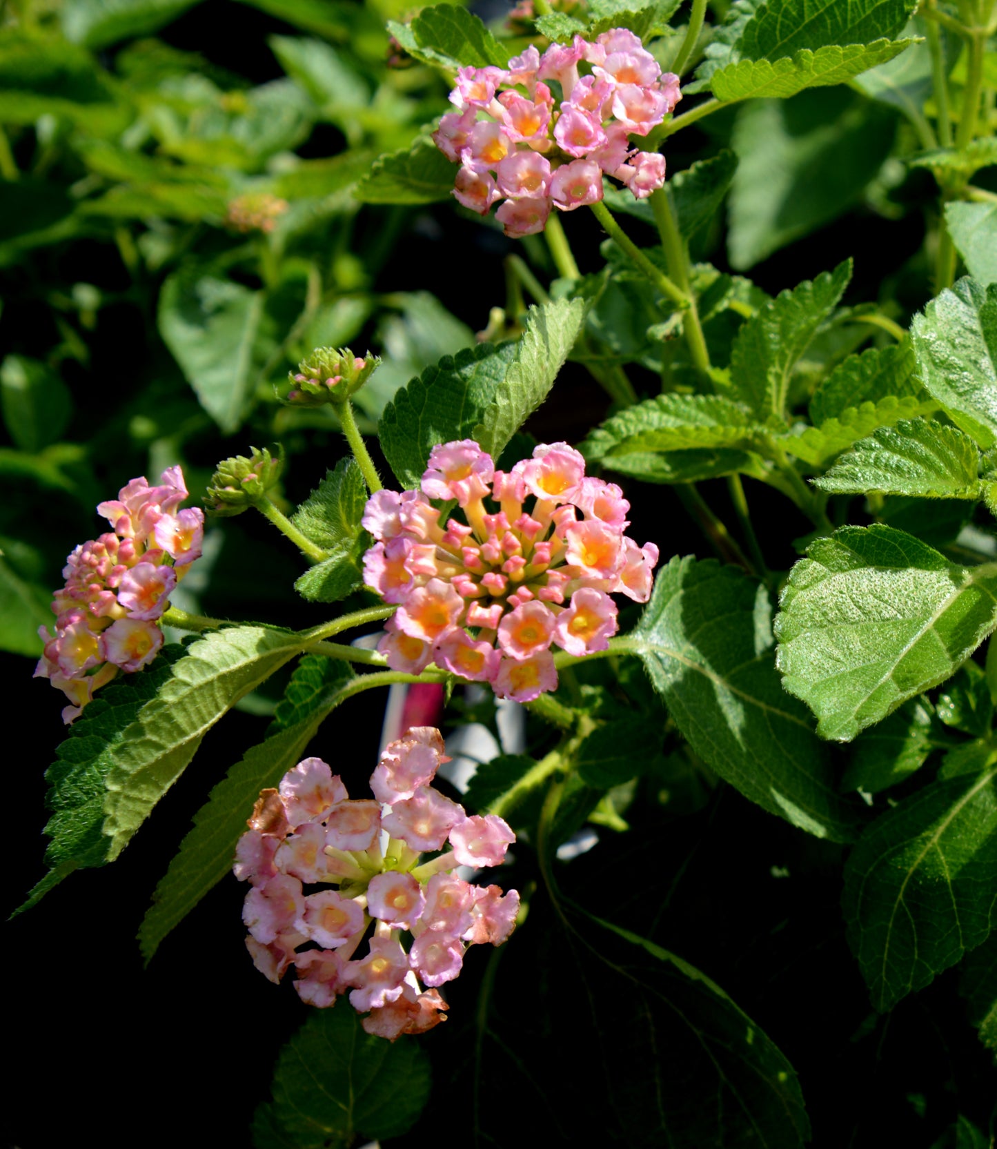 Calico Trailing Variety (Lantana)