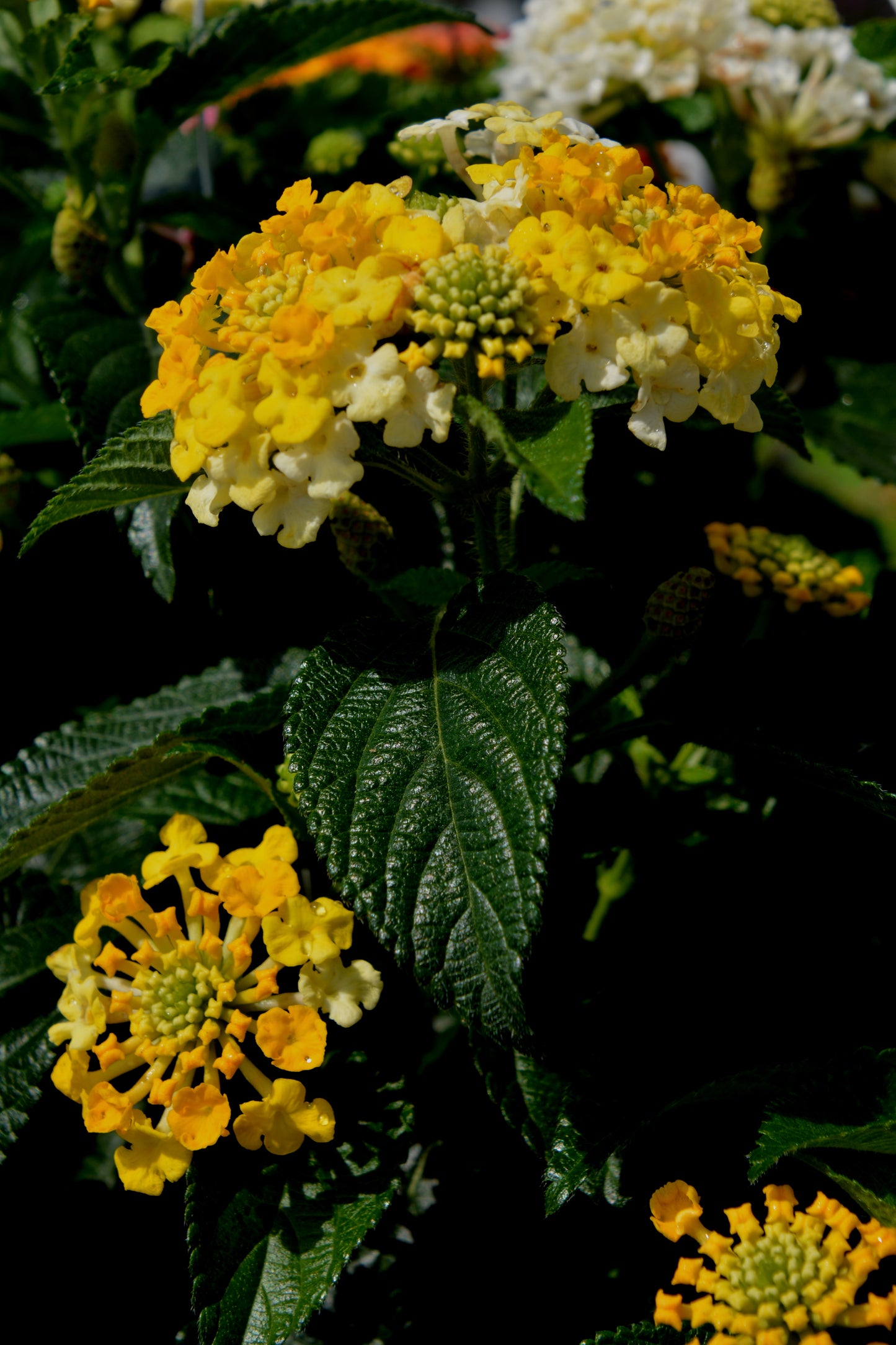 Calico Trailing Variety (Lantana)