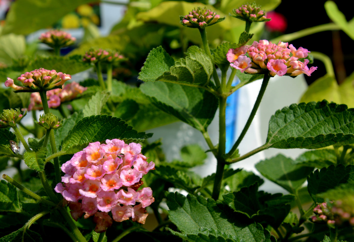 Calico Trailing Variety (Lantana)
