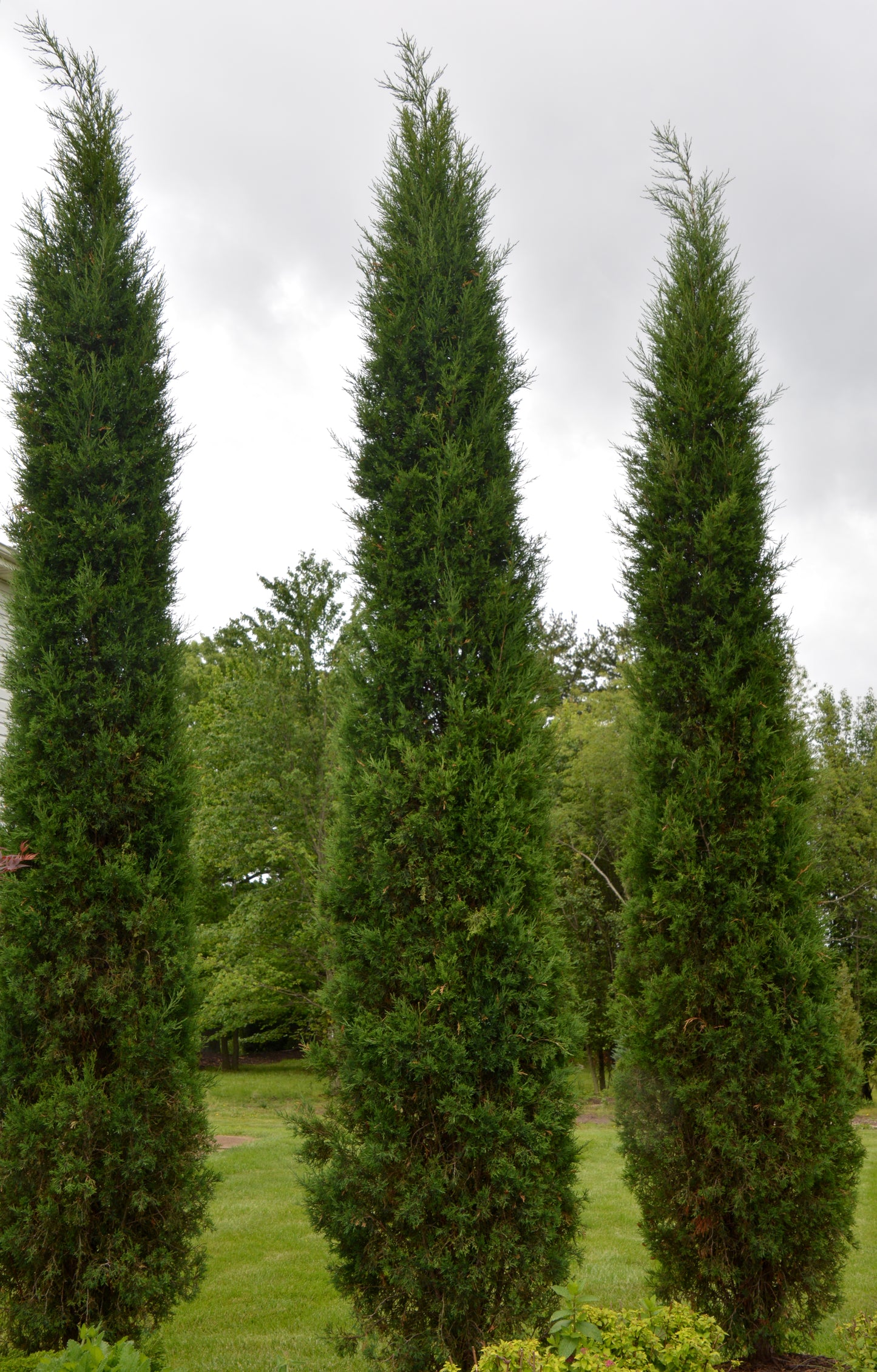 Juniperus viriniana 'Taylor'