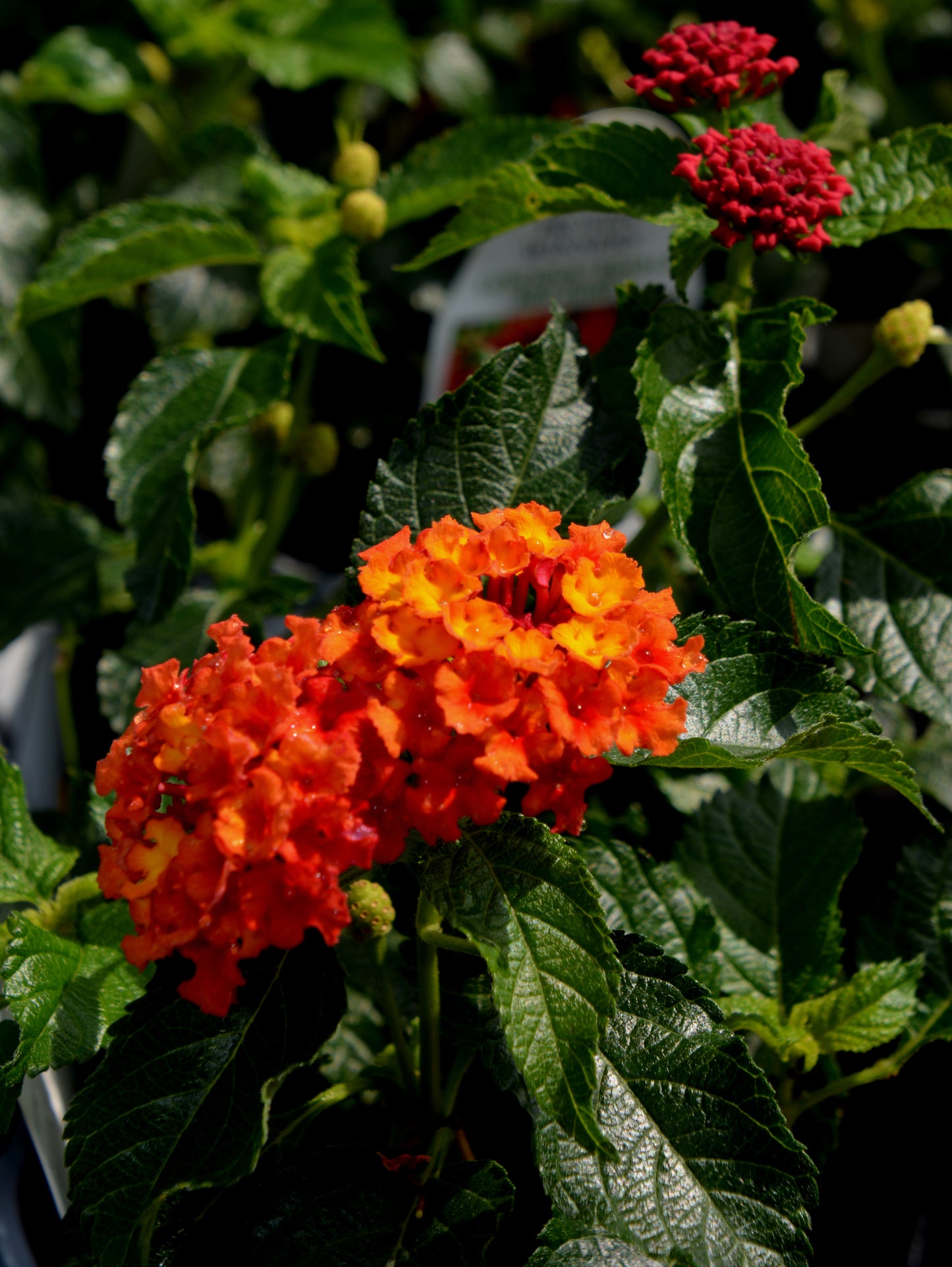 Calico Trailing Variety (Lantana)