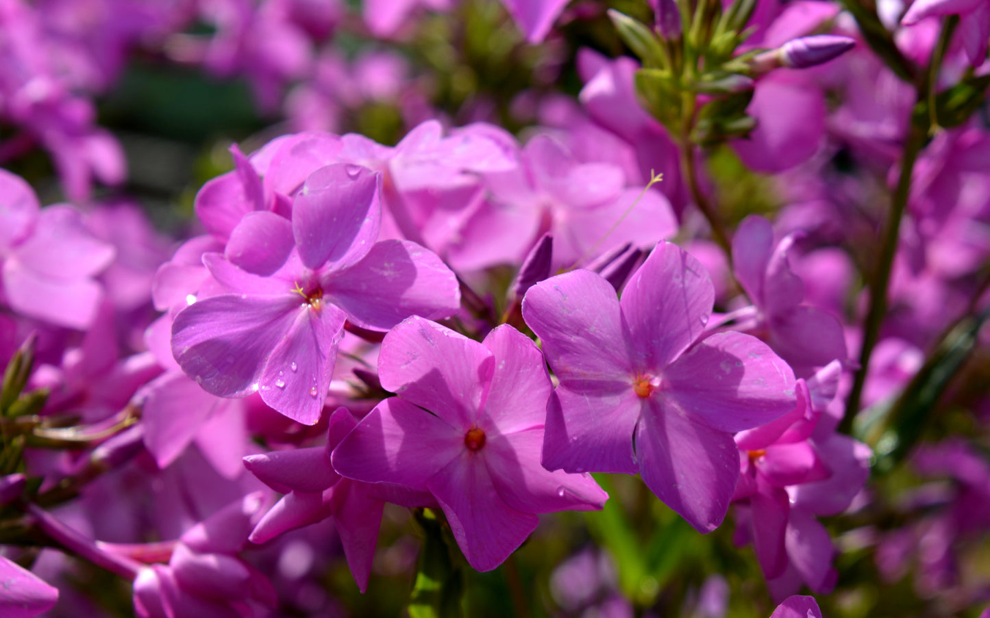 Phlox x paniculata 'Opening Act Ultrapink'