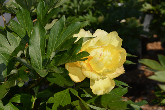 Paeonia (Itoh) 'Bartzella'