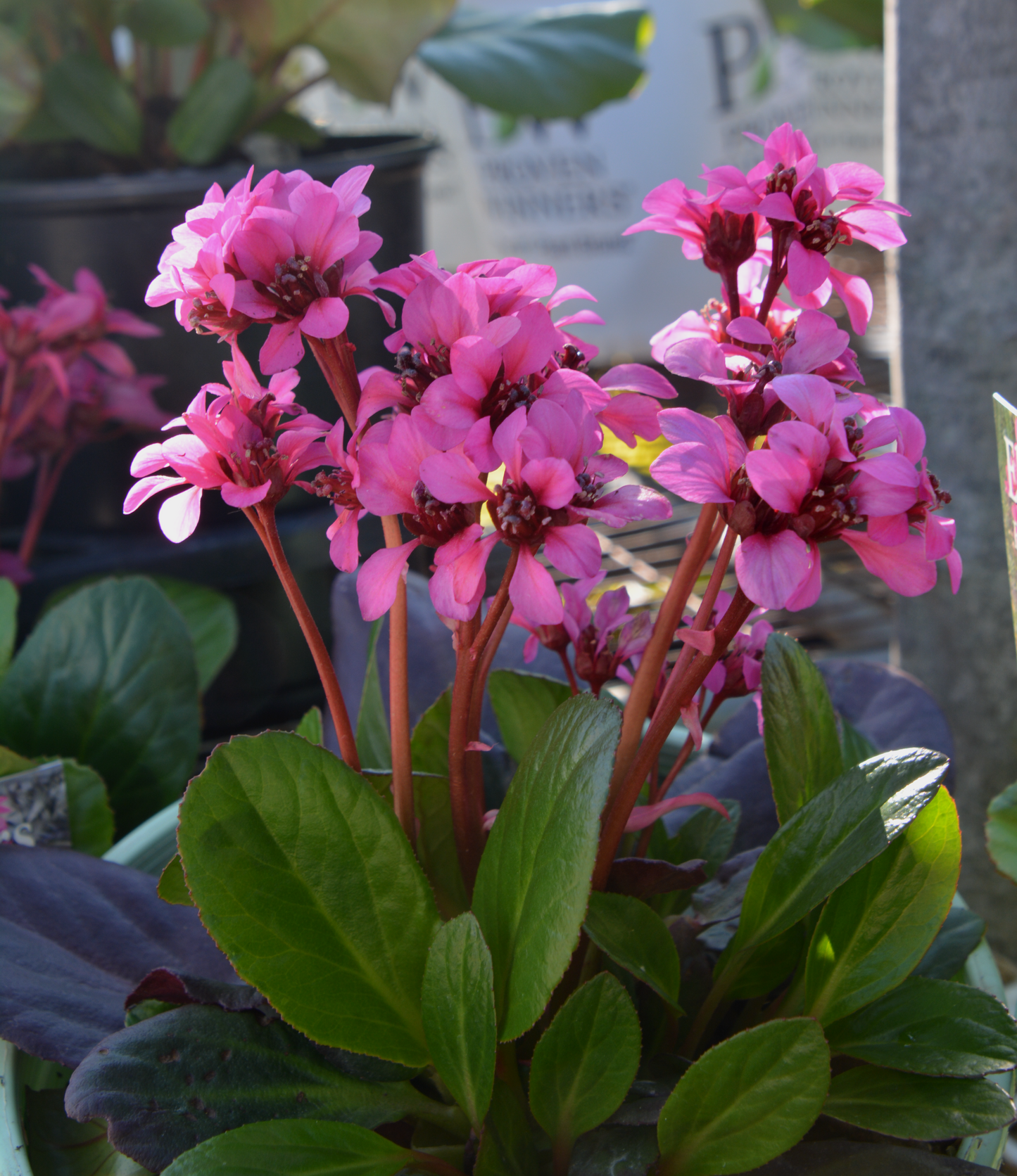 Bergenia 'Shoeshine Rose'