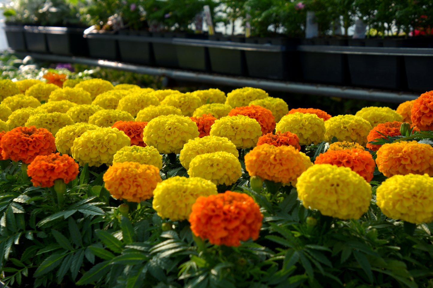 Tagetes spp.