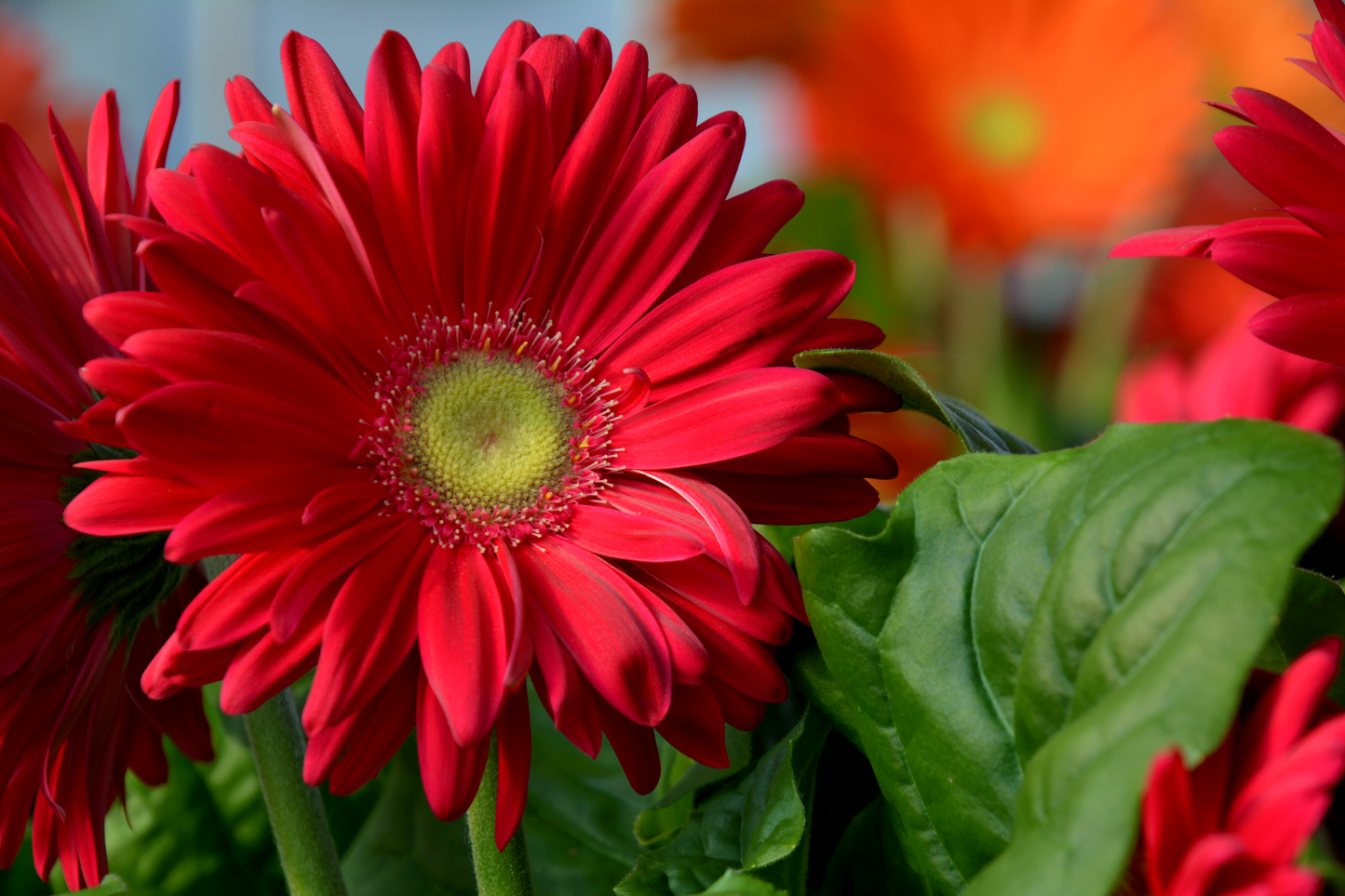 Gerbera jamesonii