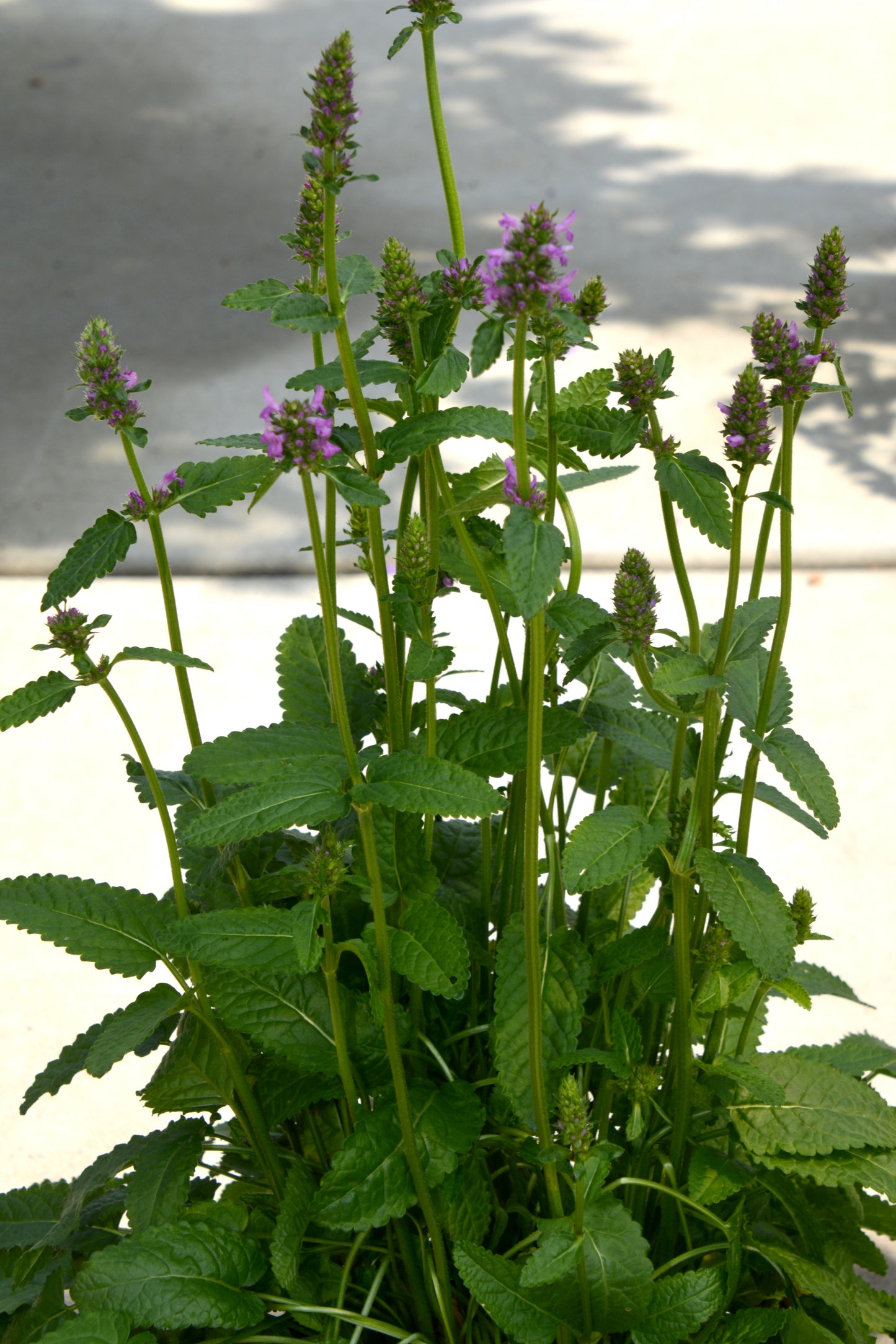 Stachys monieri 'Hummelo'