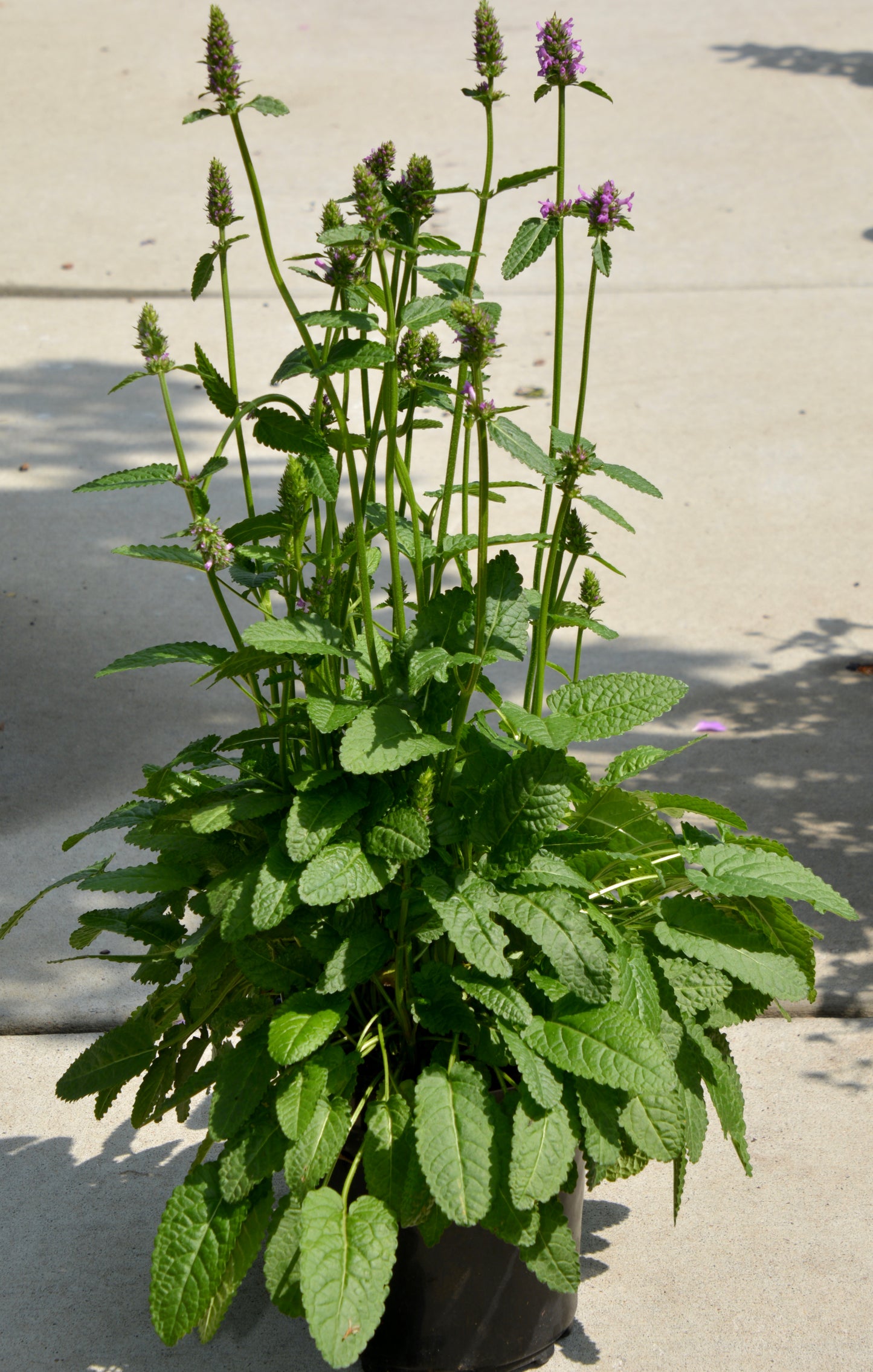 Stachys monieri 'Hummelo'