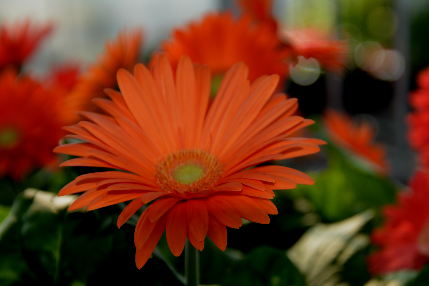 Gerbera jamesonii