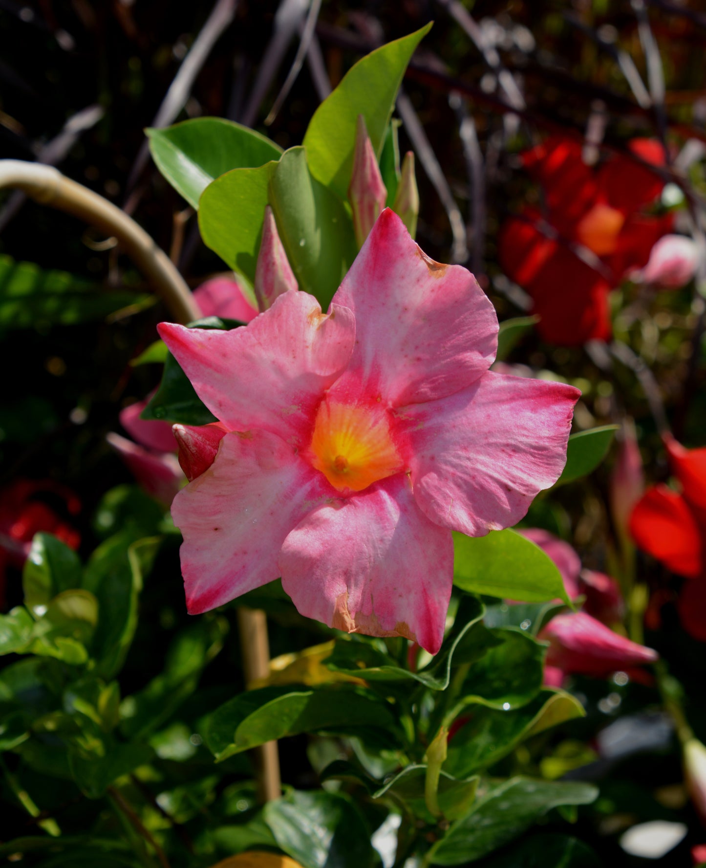 Mandevilla sanderi