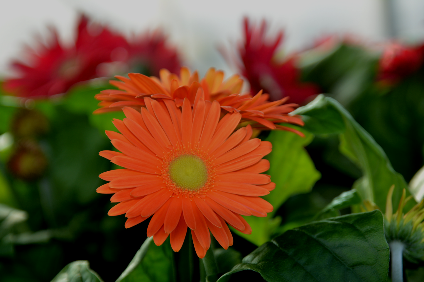 Gerbera jamesonii