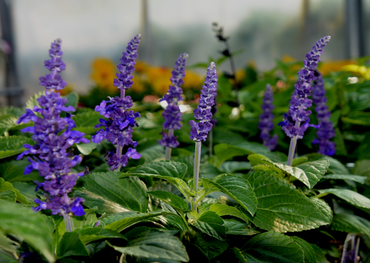 Sage, Flowering Annual Varieties (Salvia)
