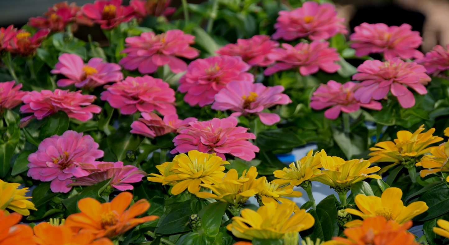 Zinnia violacea