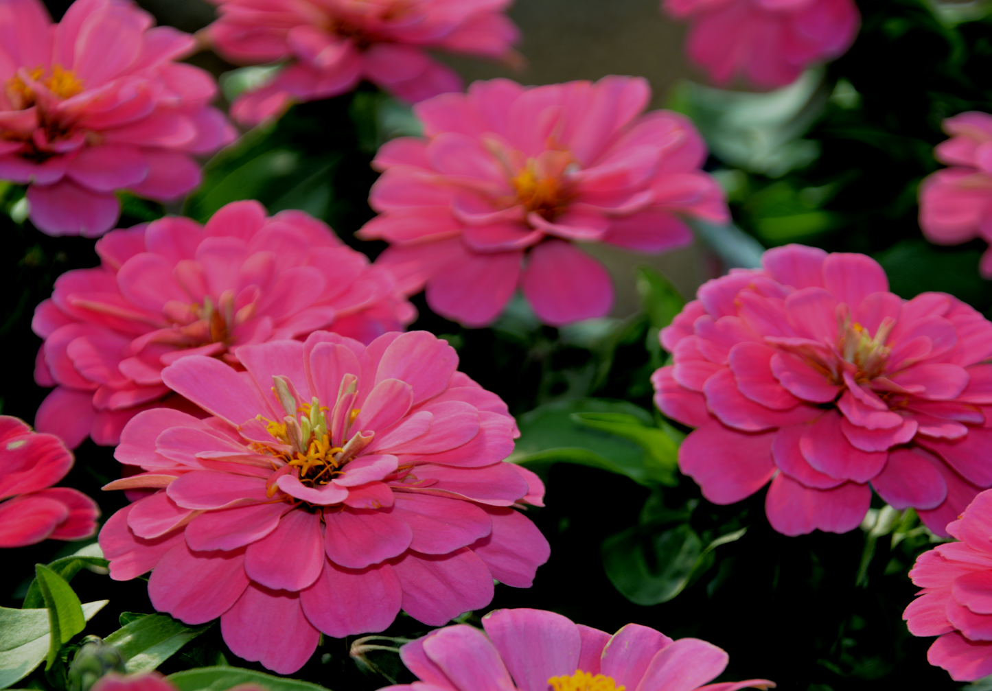 Zinnia violacea