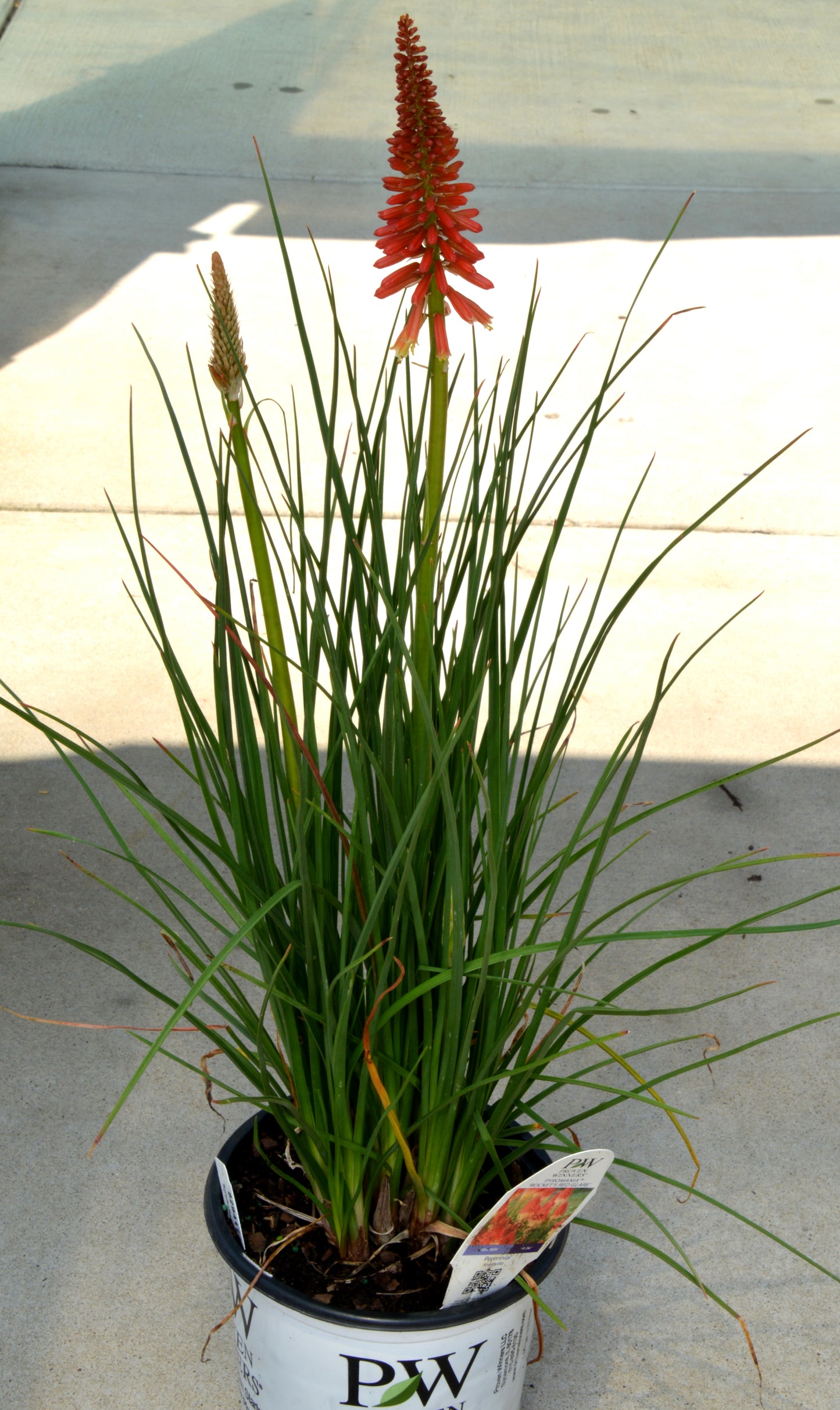 Red-Hot Poker, 'Rocket's Red Glare' (Kniphofia)