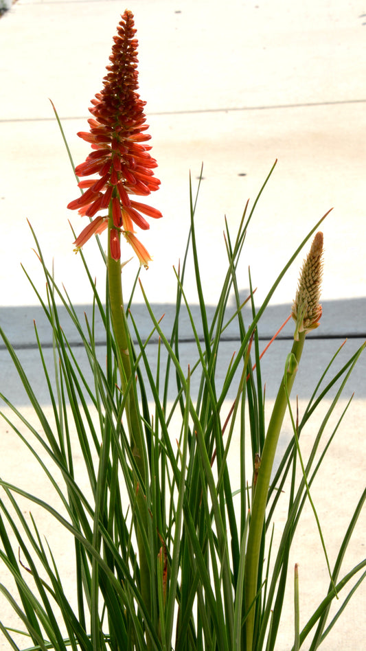 Red-Hot Poker, 'Rocket's Red Glare' (Kniphofia)