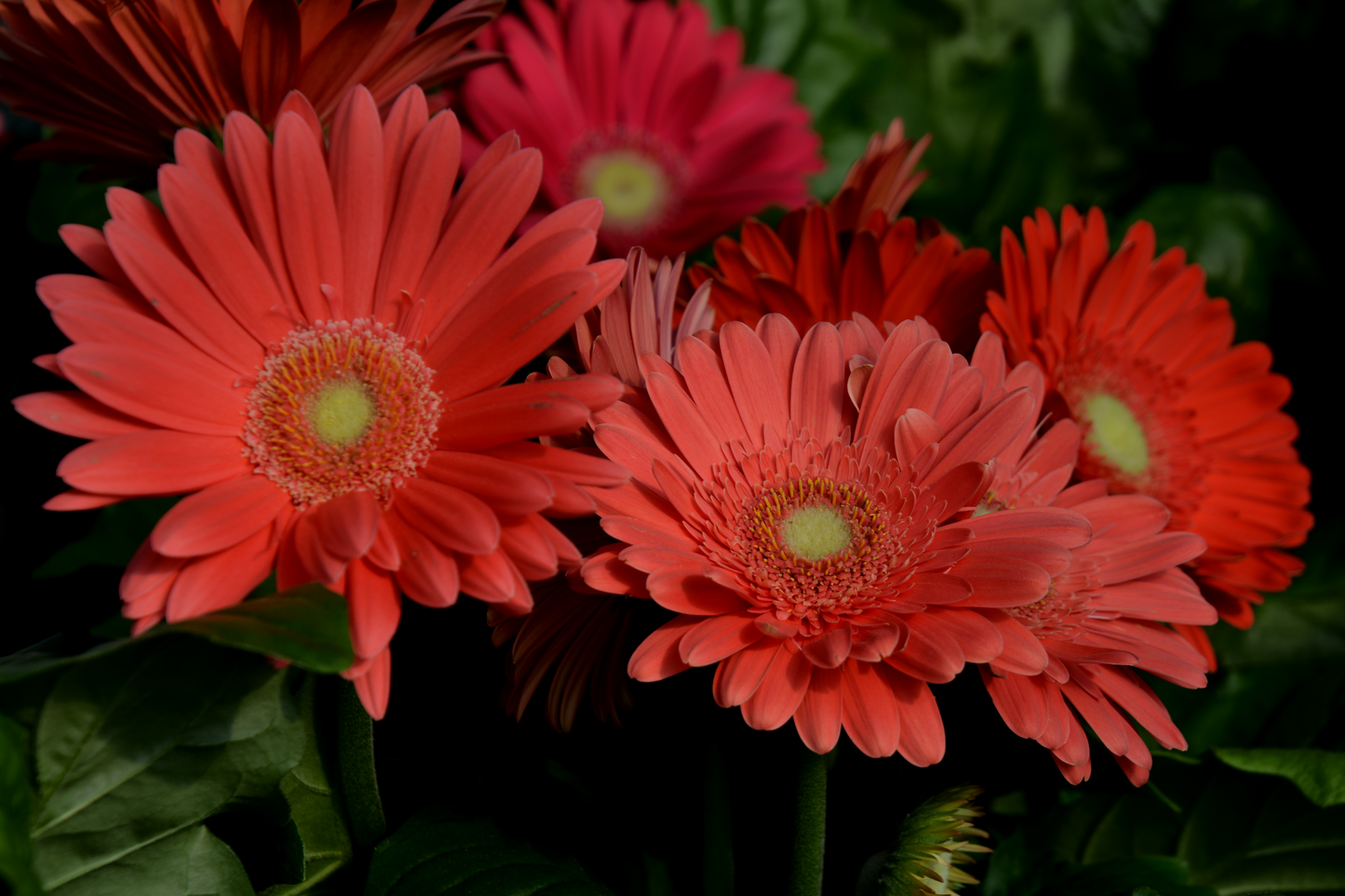 Gerbera jamesonii