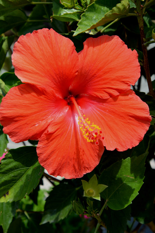 Hibiscus rosa-sinensis