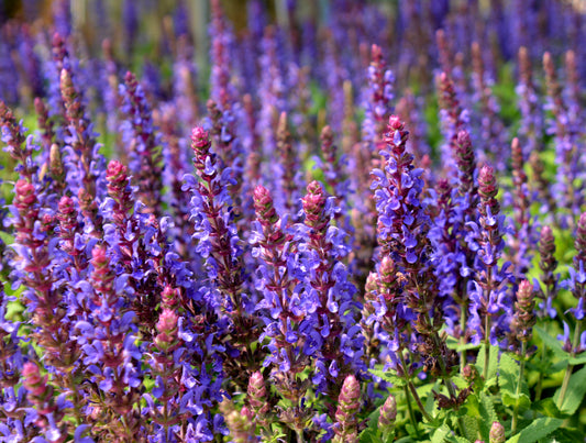 Salvia nemorosa 'Sensation Sky Blue'