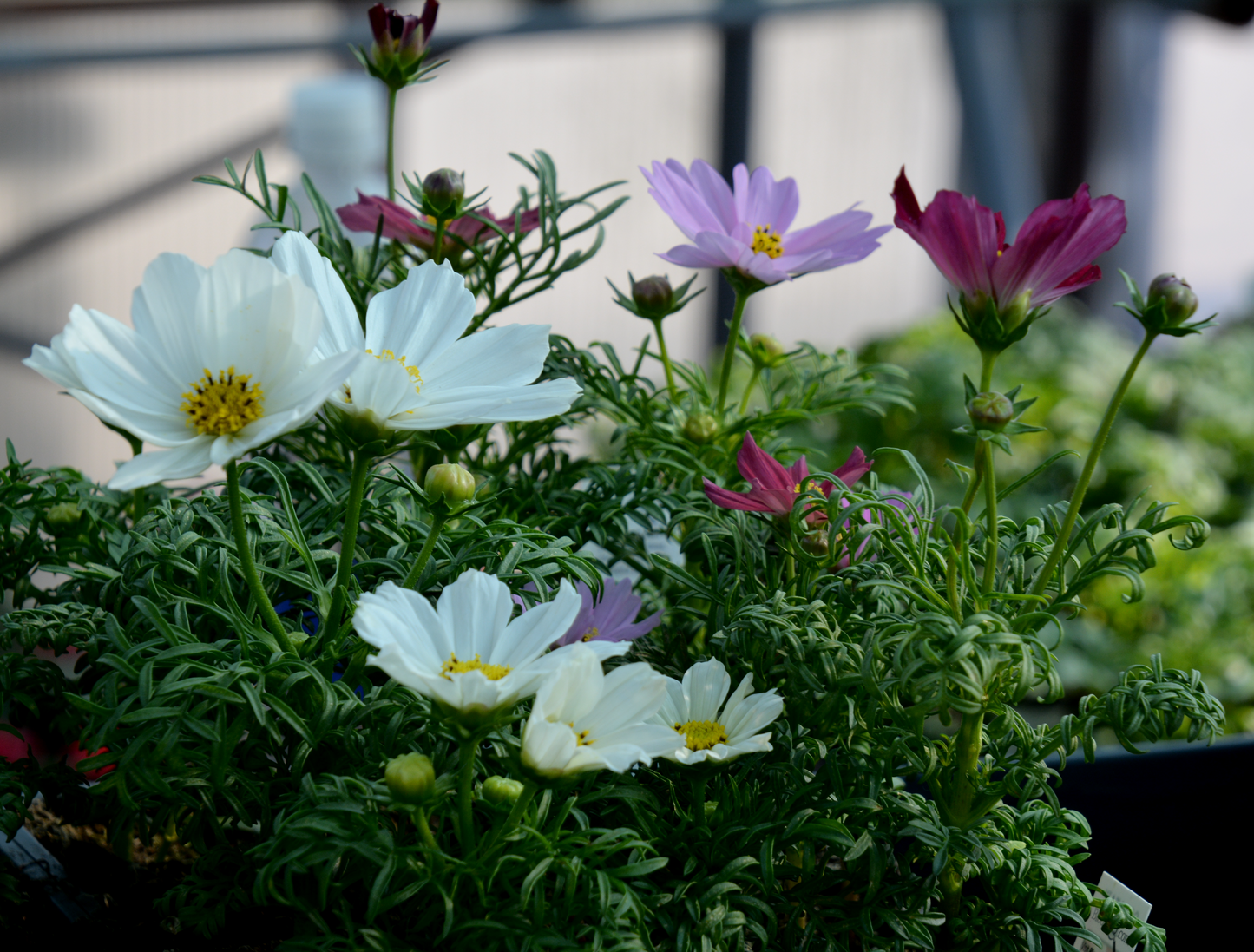 Cosmos bipinnatus