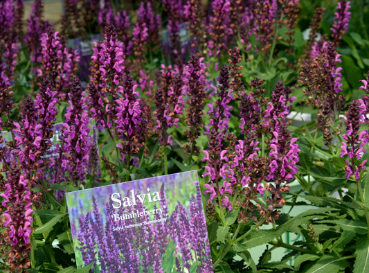 Salvia nemorosa 'Bumbleberry'