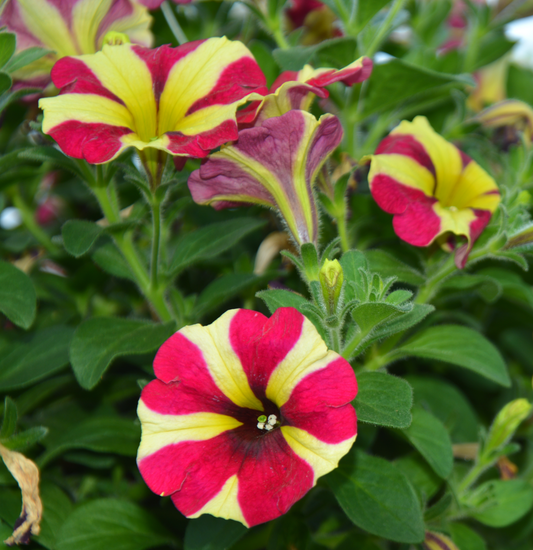 Petunia x hybrida