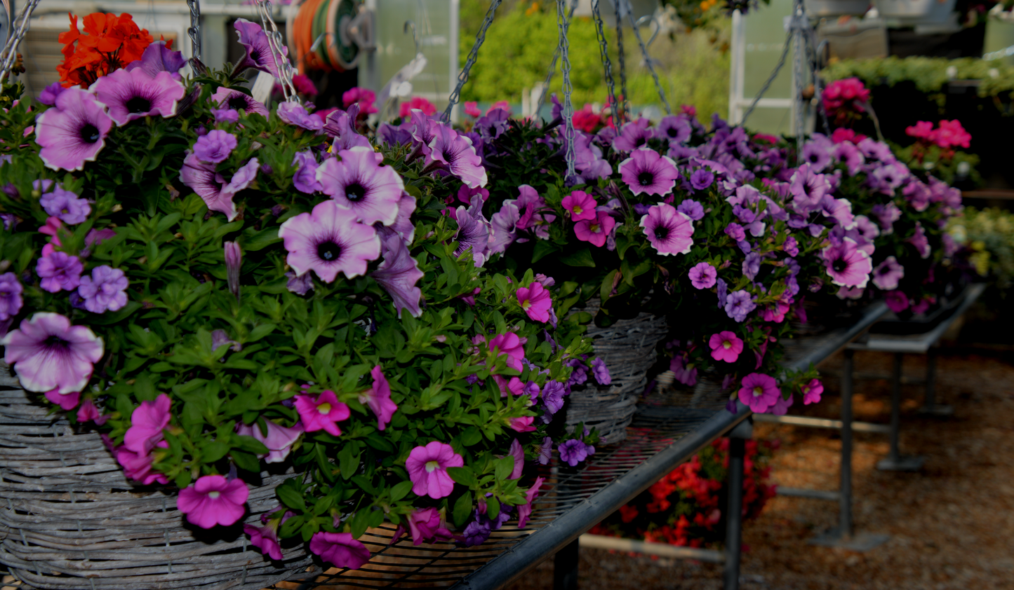 Petunia x hybrida