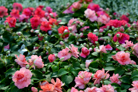 Impatiens, Double Varieties (Impatiens)