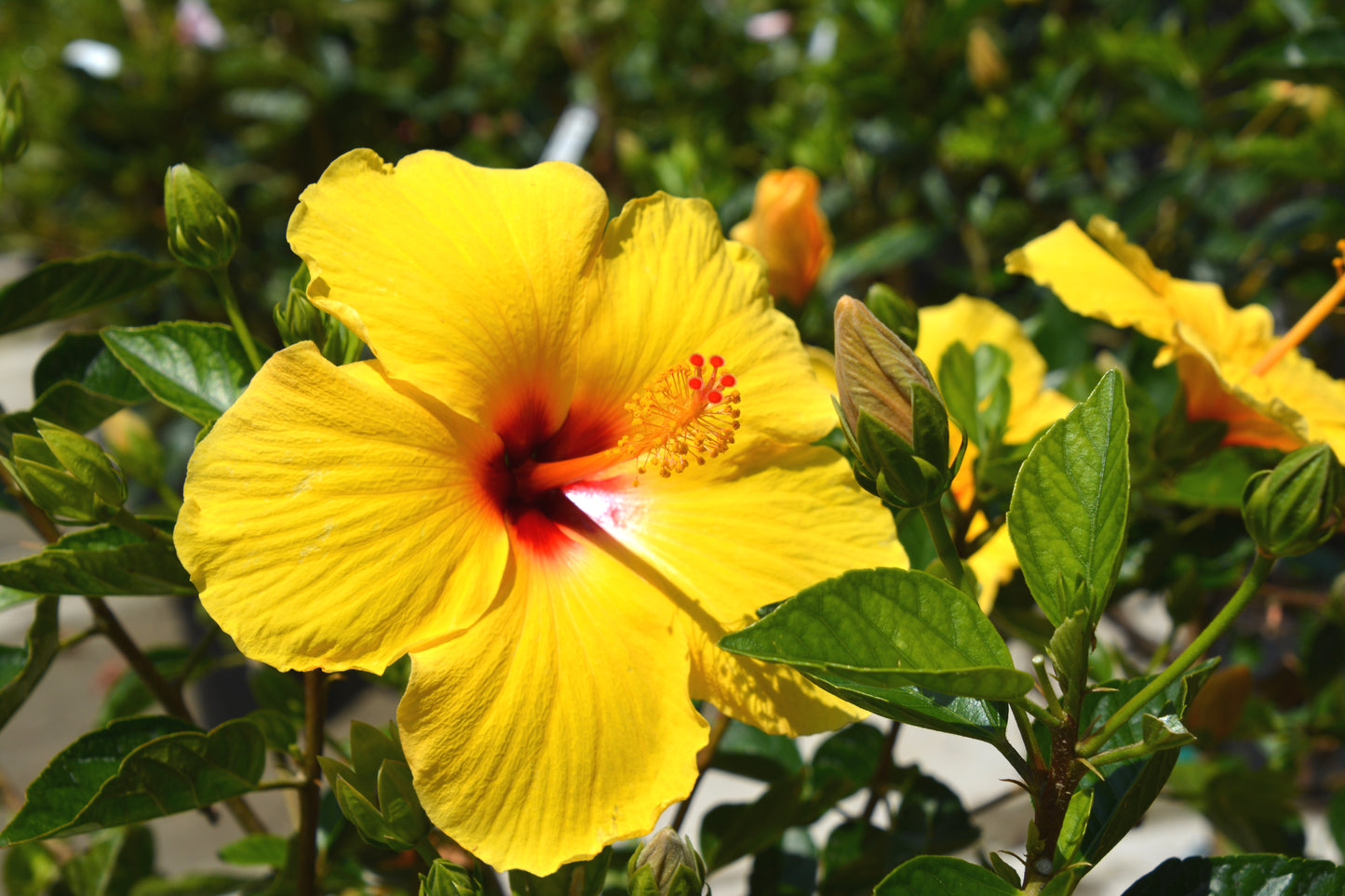 Hibiscus rosa-sinensis