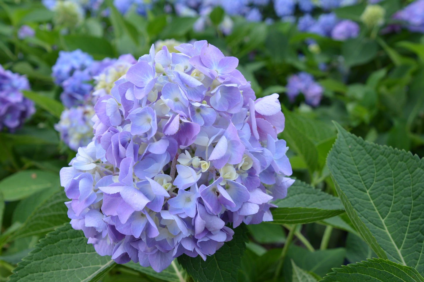 Hydrangea macrophylla 'Endless Summer'