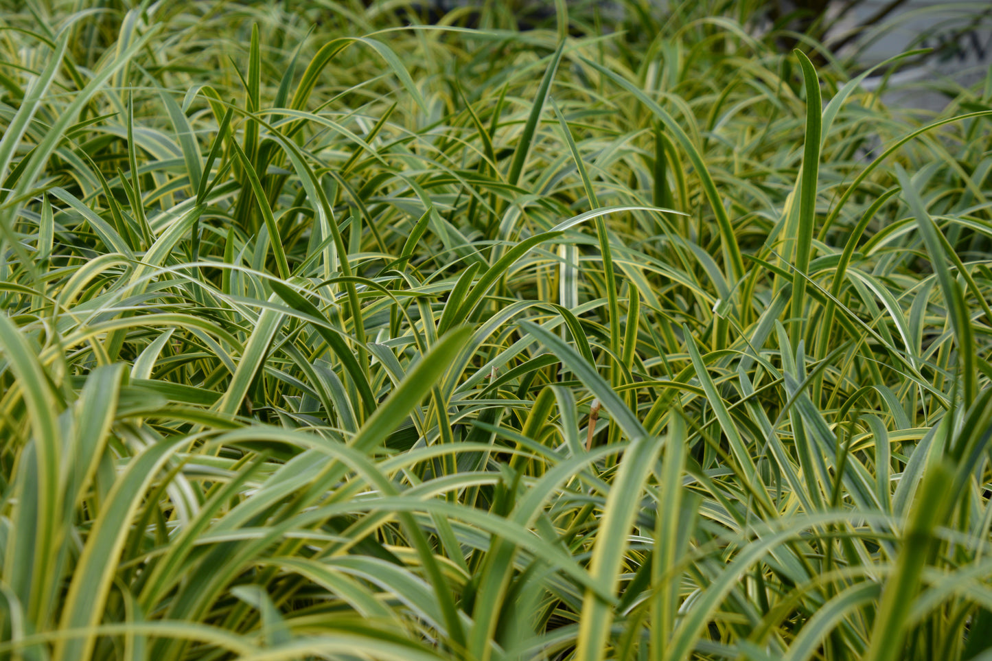 Liriope muscari 'Variegata'