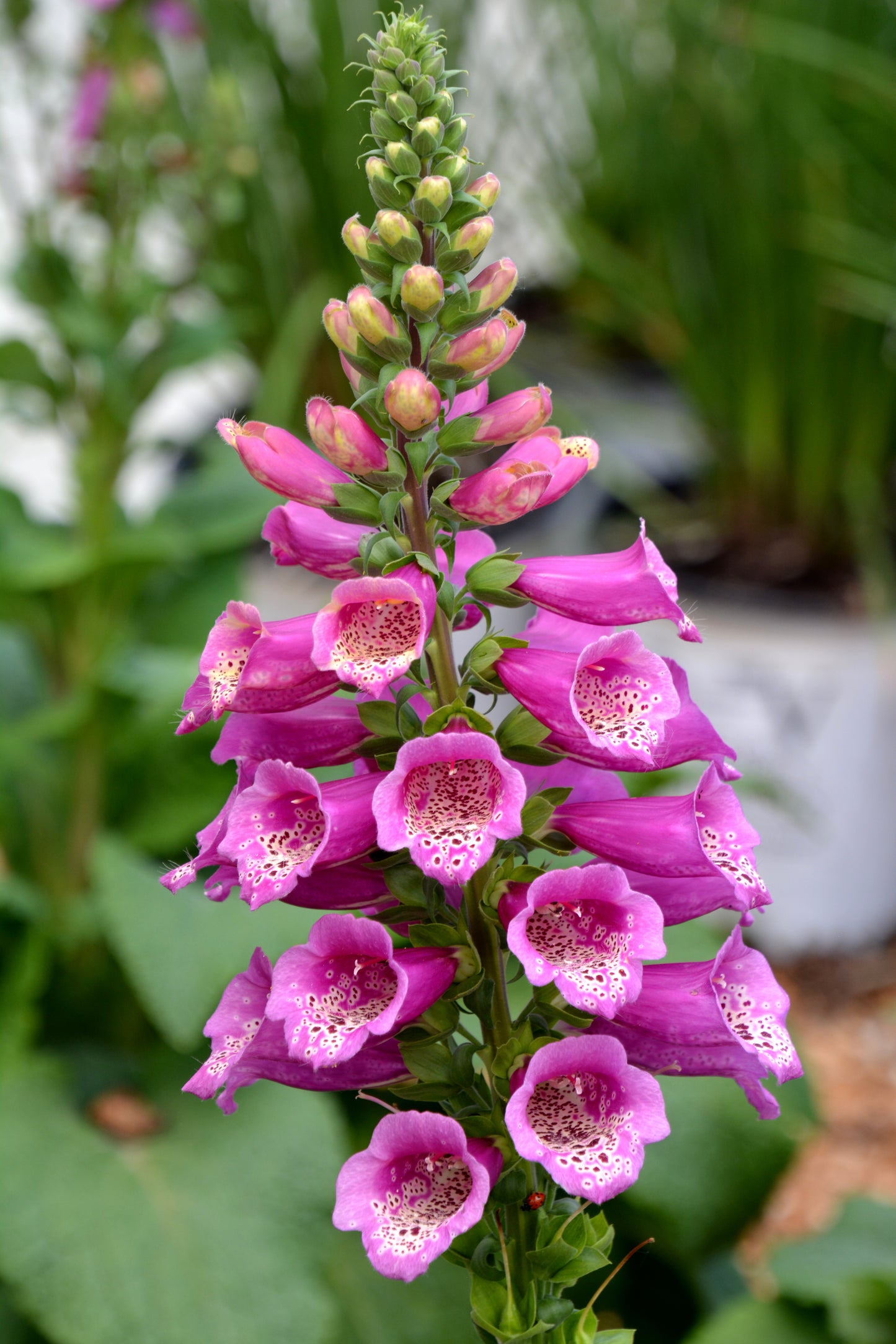 Digitalis purpurea 'Camelot Rose'