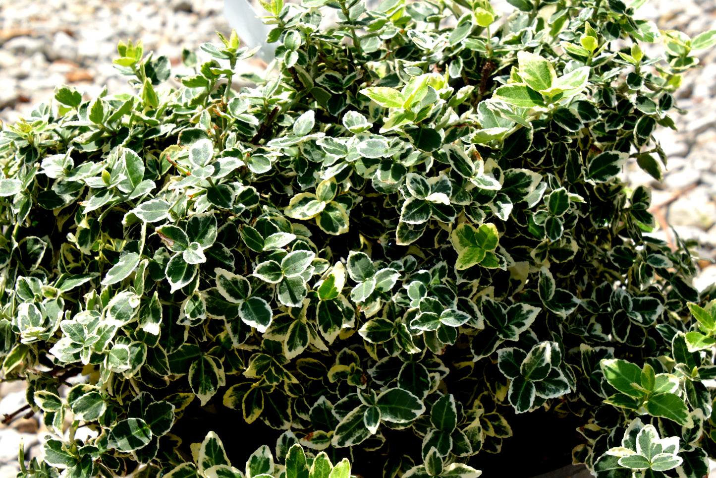 Euonymus fortunei 'Polar Bear'