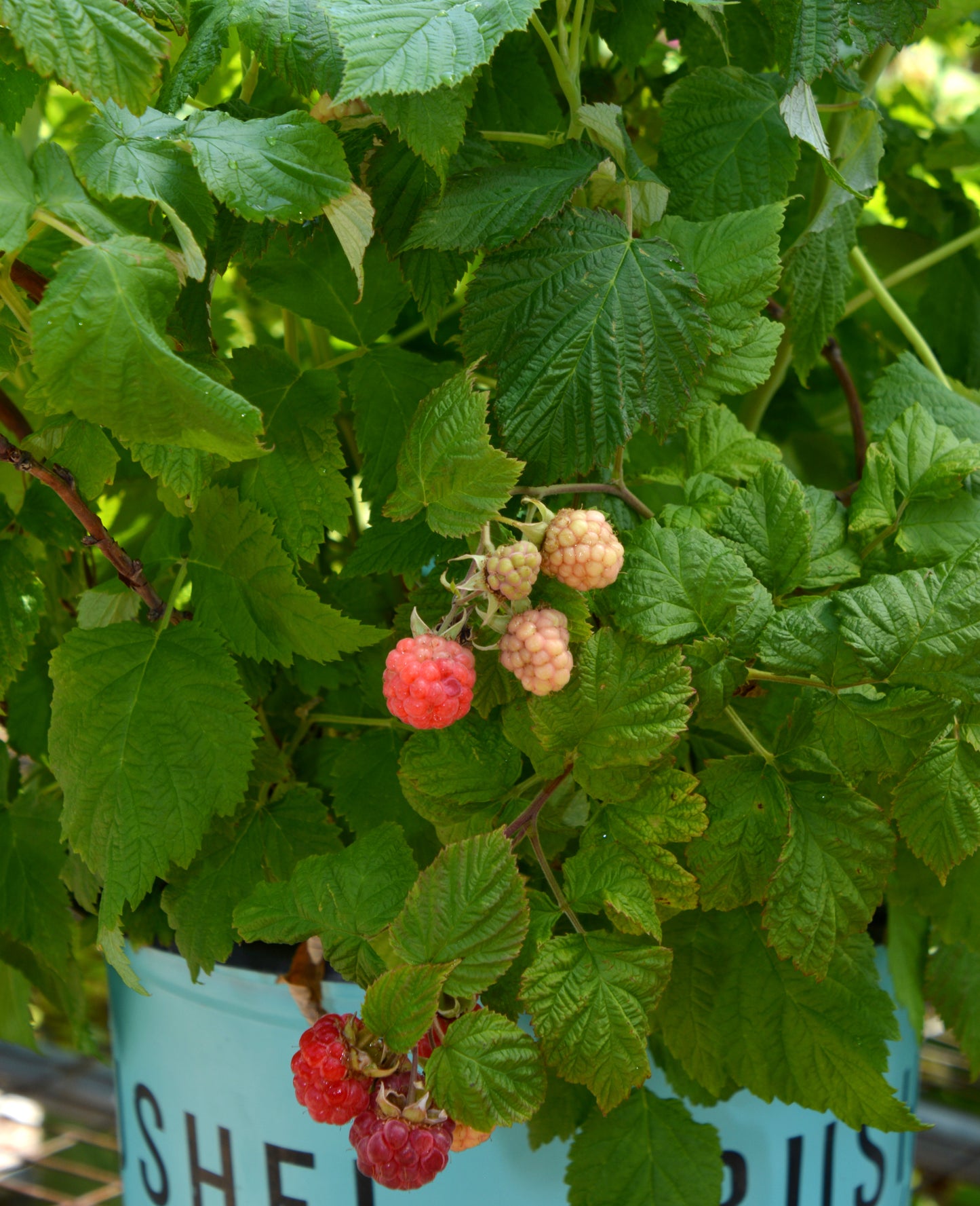 Raspberry, Red Compact 'Strawberry Shortcake' (Rubus)