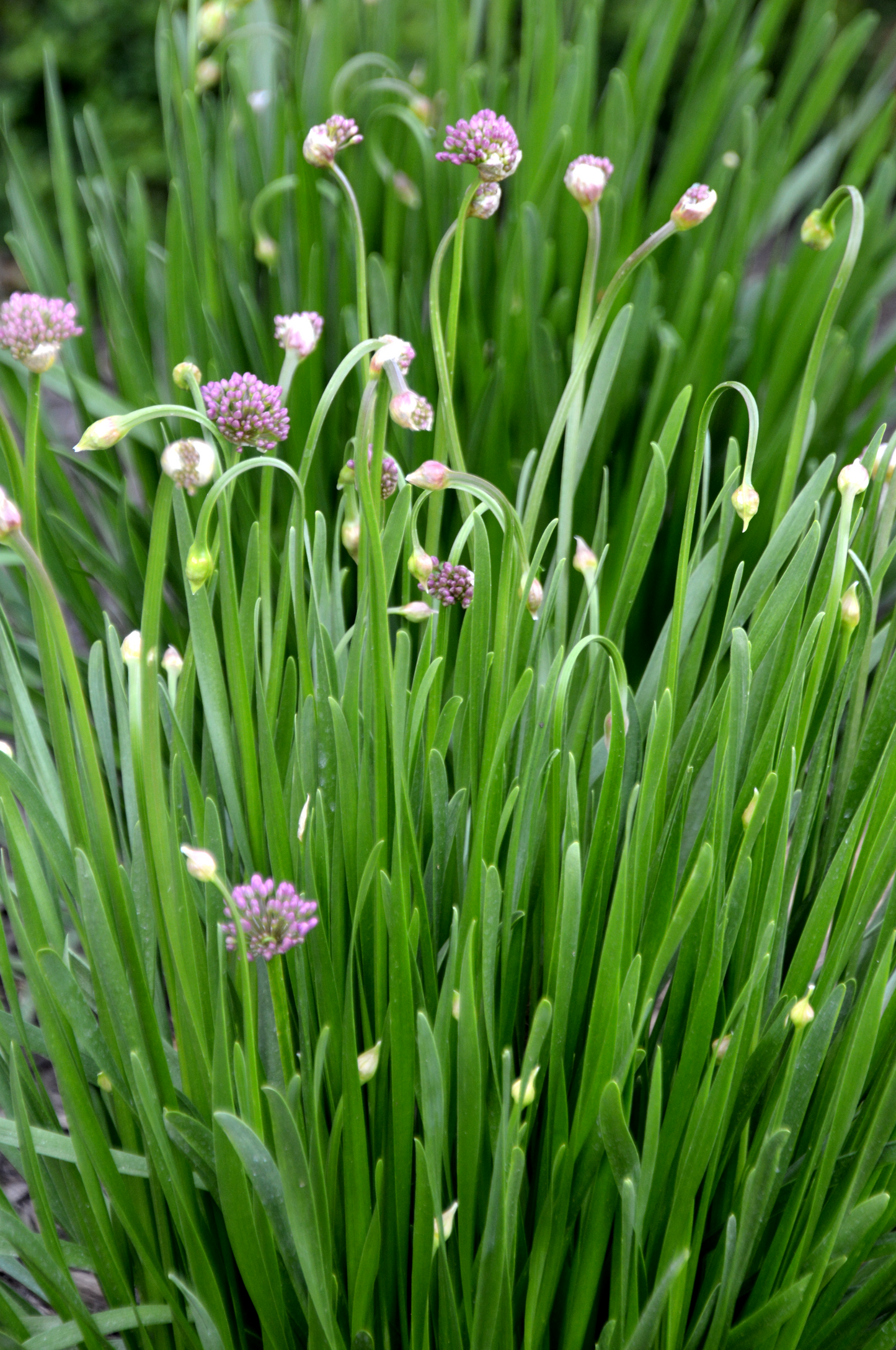 Allium 'Millenium'