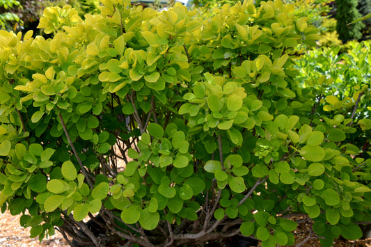 Cotinus coggygria 'Golden Spirit'