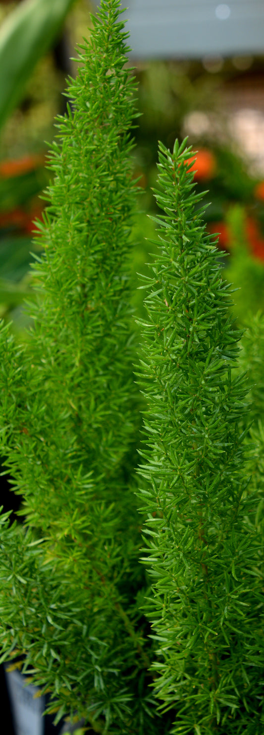 Fern, Foxtail 'Myers' (Asparagus)