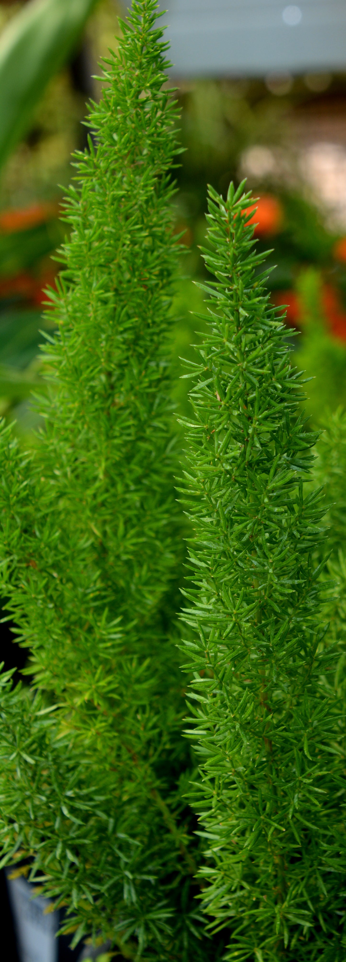 Asparagus densiflorus 'Myers'