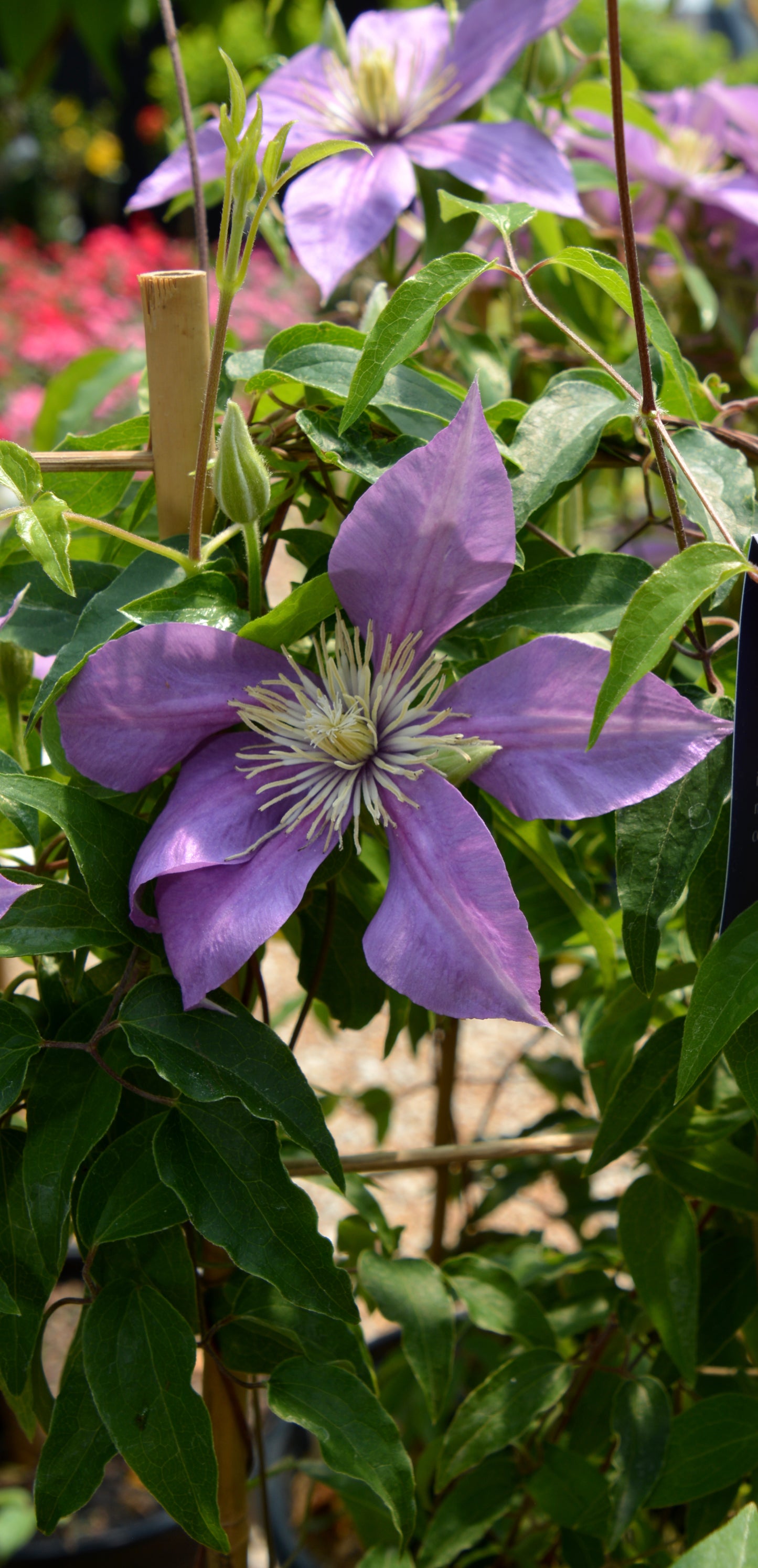 Vine, Clematis Boulevard Compact Patio 'Volunteer' (Clematis)