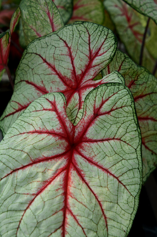 Angel Wings "SHADE Varieties" (Caladium)
