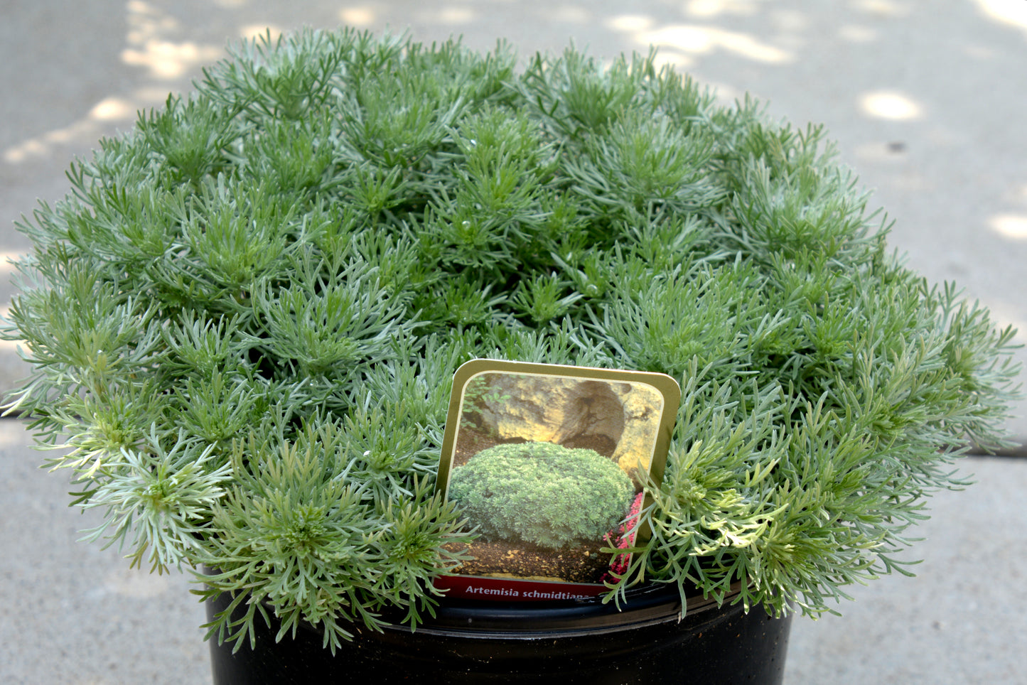 Artemisia schmidtiana 'Silver Mound'