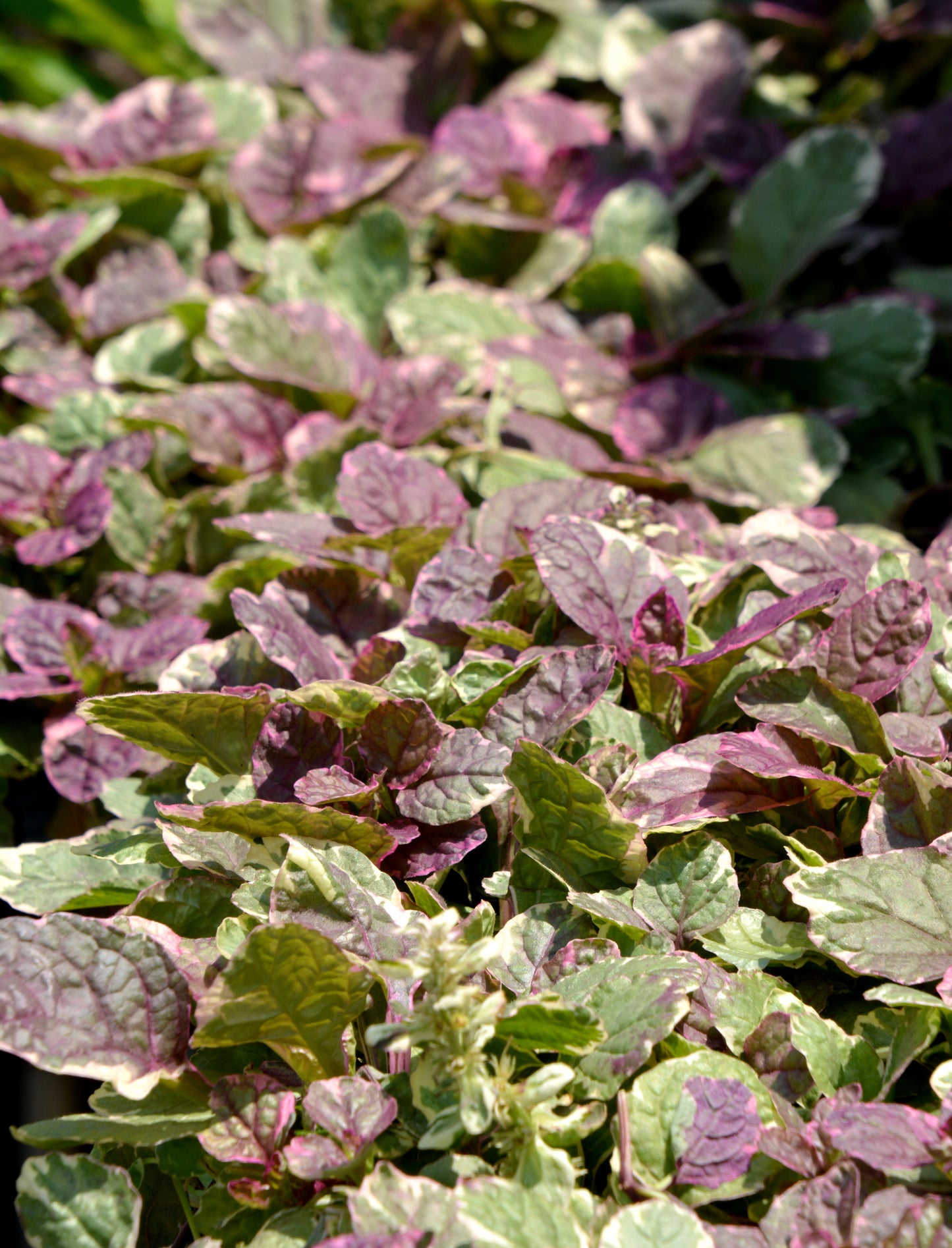 Ajuga reptans 'Burgundy Glow'