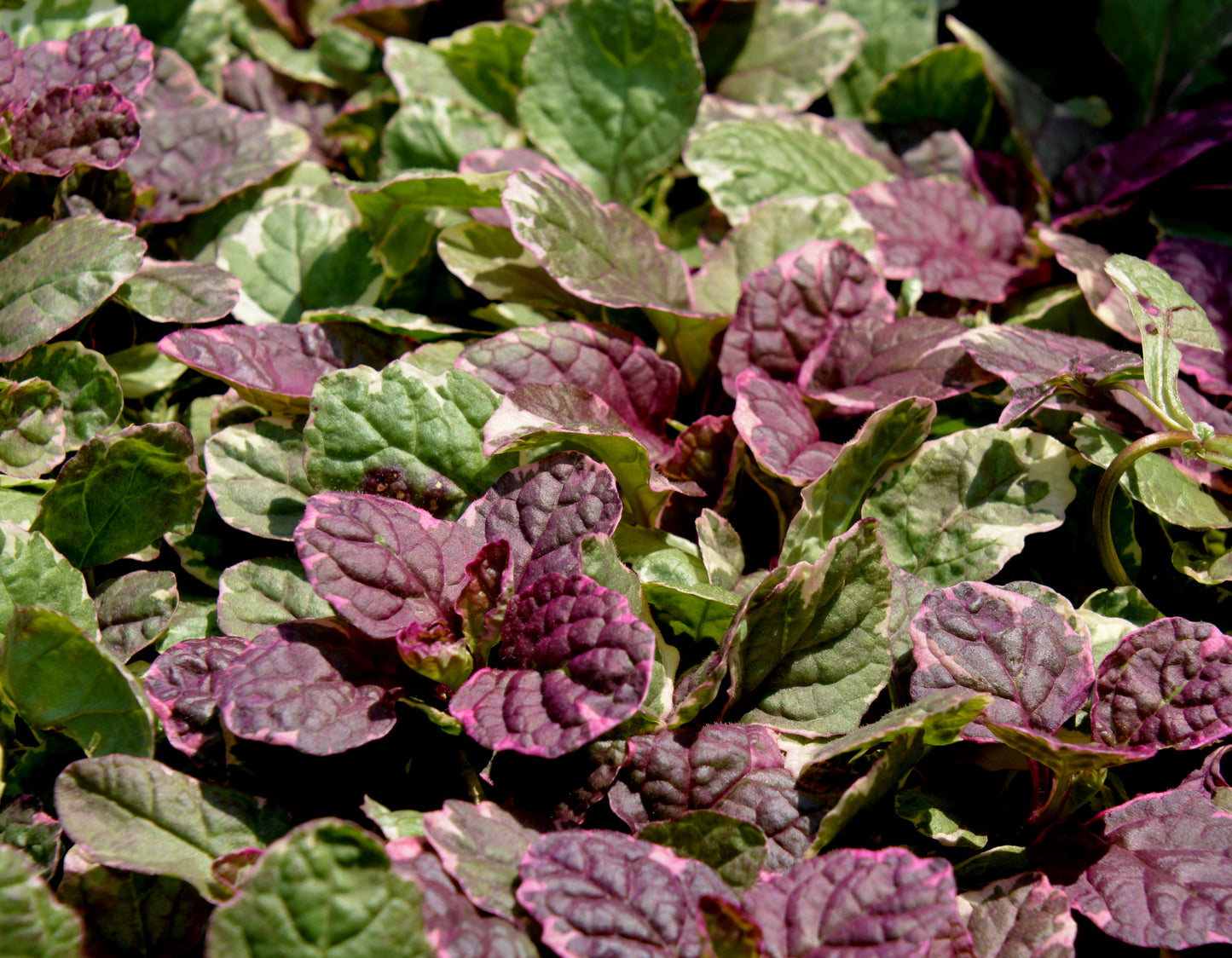 Ajuga reptans 'Burgundy Glow'